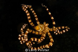 Wonderpuss... Lembeh. D300-60mm by Larry Polster 